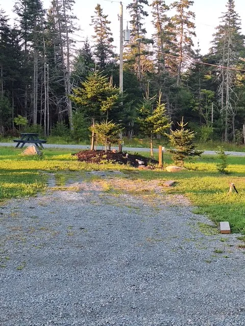The gravel pad at Site 02 with young spruce plantings and a picnic table at the treeline.
